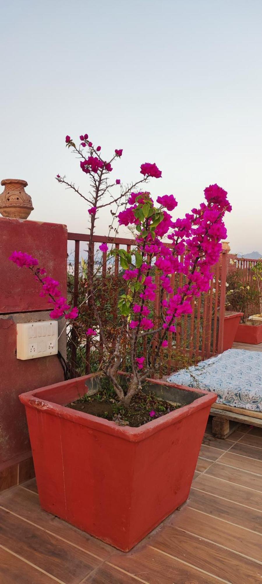 Bed and Breakfast The Secret Garden Pushkar Zewnętrze zdjęcie